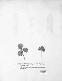 Didymella trifolii image